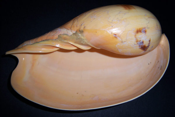 Melon Shell 3