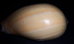 Melon Shell