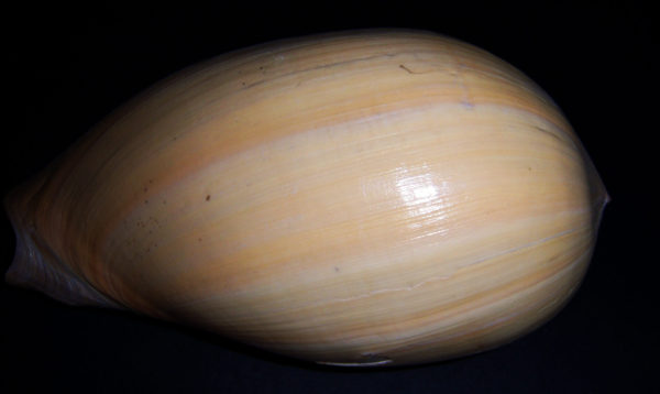 Melon Shell