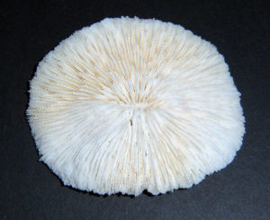 Mushroom Coral