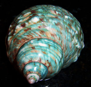 Turbo Burgess Green Shells