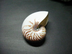 Nautilus Shell