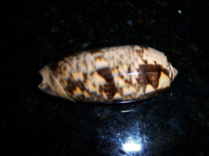 olive shell