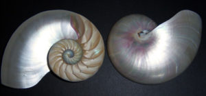 Pearl Nautilus Halves