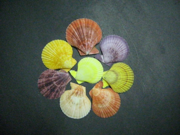 Pecten Nobilis