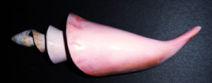 Pink Conch Shell Spiral Cut