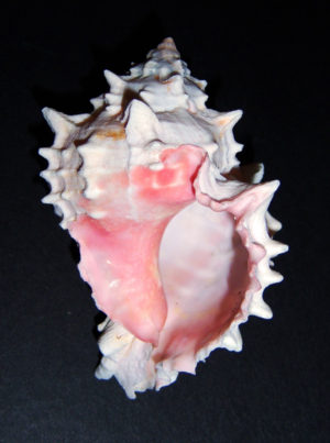 Pink Murex Seashell