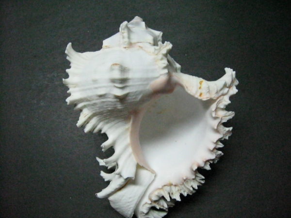 Pink Murex Shell