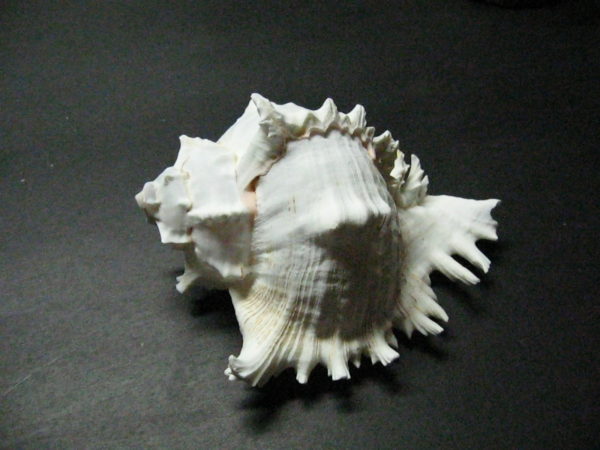 Pink Murex Shell