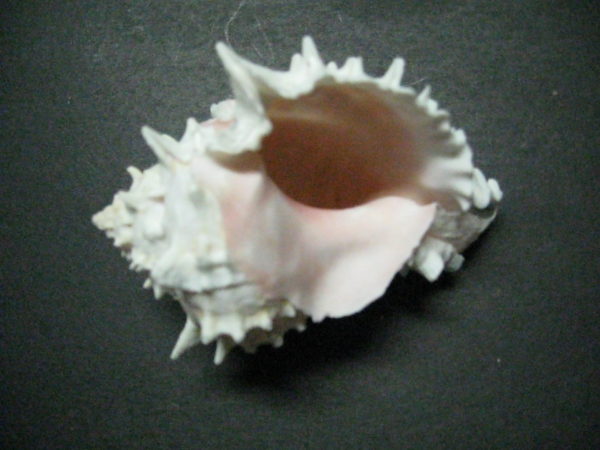 Pink Murex Shell