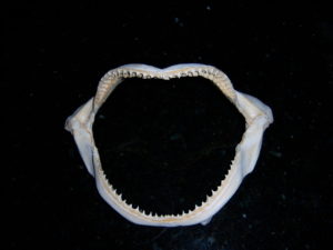 BULL SHARK JAW