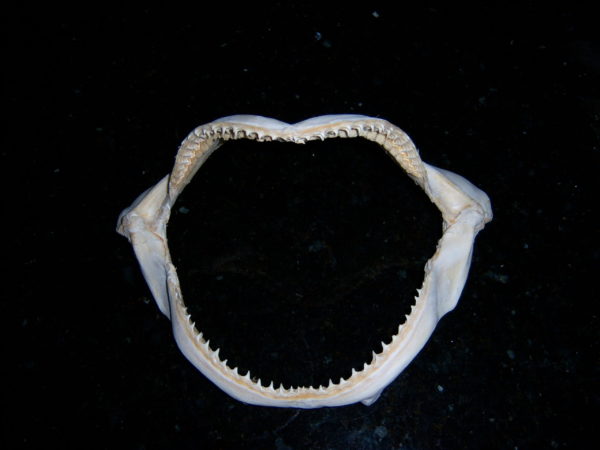 BULL SHARK JAW