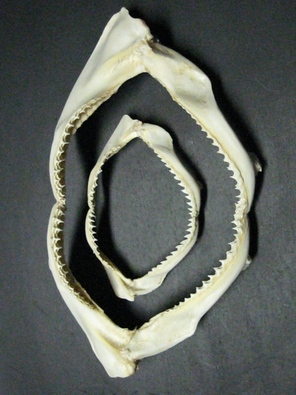 Shark Jaw