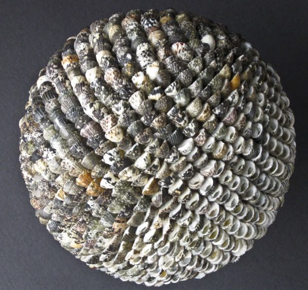 Nerita Polita Shell Ball