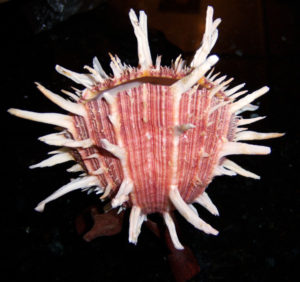 REGAL SPONDYLUS - SPONDYLUS REGIUS