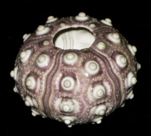 Sputnik Urchin