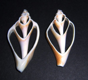 Sinuous Conch Center Cut / Strombus Sinatus Center Cut / Strombus Shell Center Cut