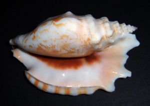 Sinuous Conch / Strombus sinatus