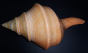 Syrinx Shell - Australian Trumpet