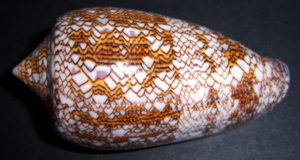 Textile Cone Shell