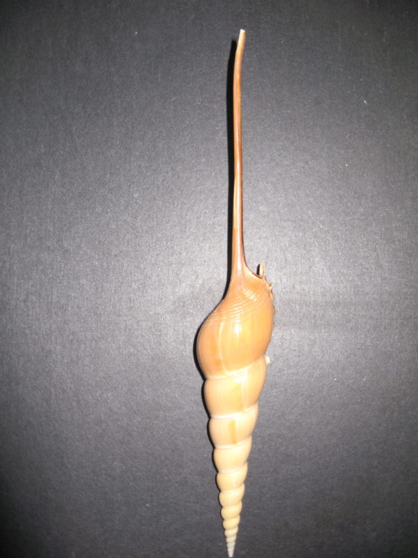 Shinbone Tibia Shell - Image 2