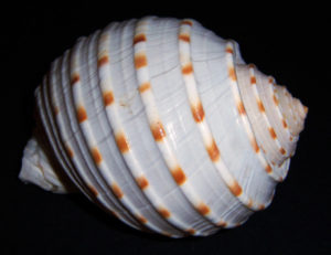 Tonna Tessellata