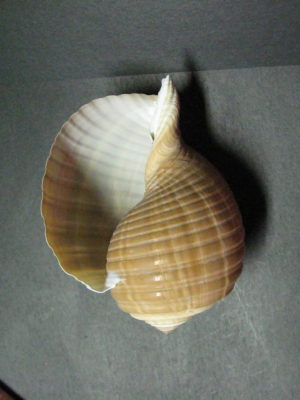 Giant Tun Shell