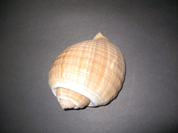 Giant Tun Shell 1