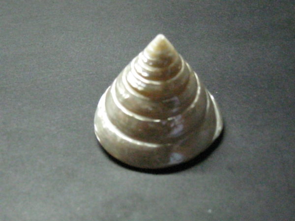 Pearled Trochus Shell (Pearled Top Shell) - Image 2