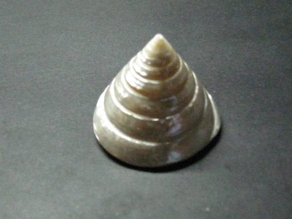 Pearled Trochus Shell (Pearled Top Shell) 1