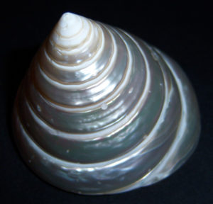 Pearled Trochus Shell, Pearled Top Shell