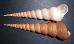 Turritella terebra (Tower Screw Shell)