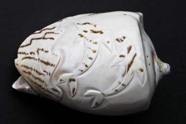 Carved Volute Nobilis Shell