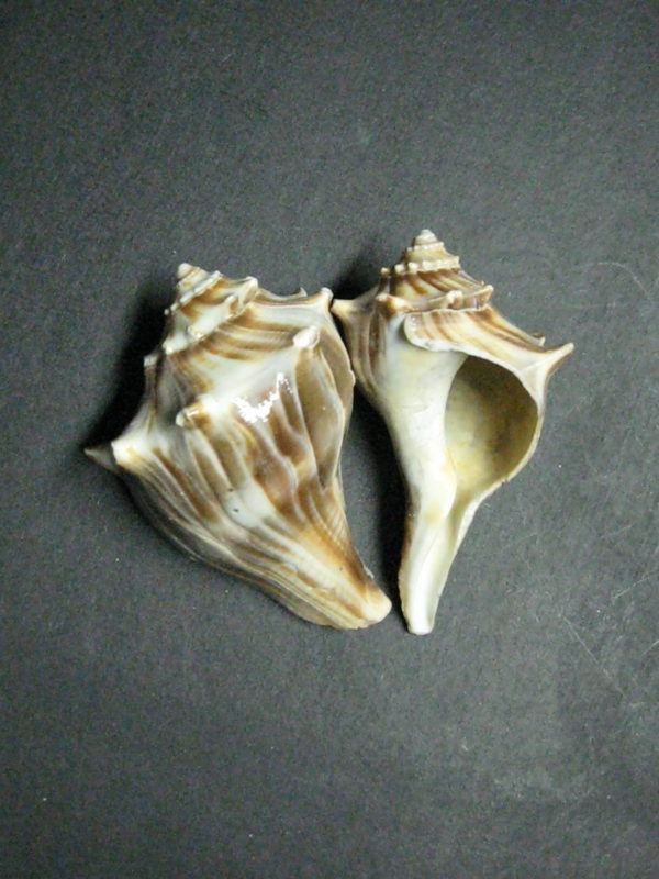 Whelk Shell