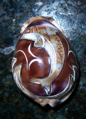 Arabica Cowrie Carved - Dolphin