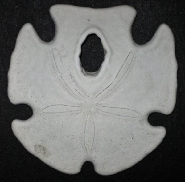 Arrowhead Sand Dollar