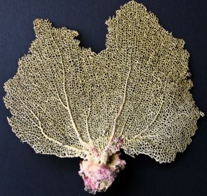 Brown Sea Fan