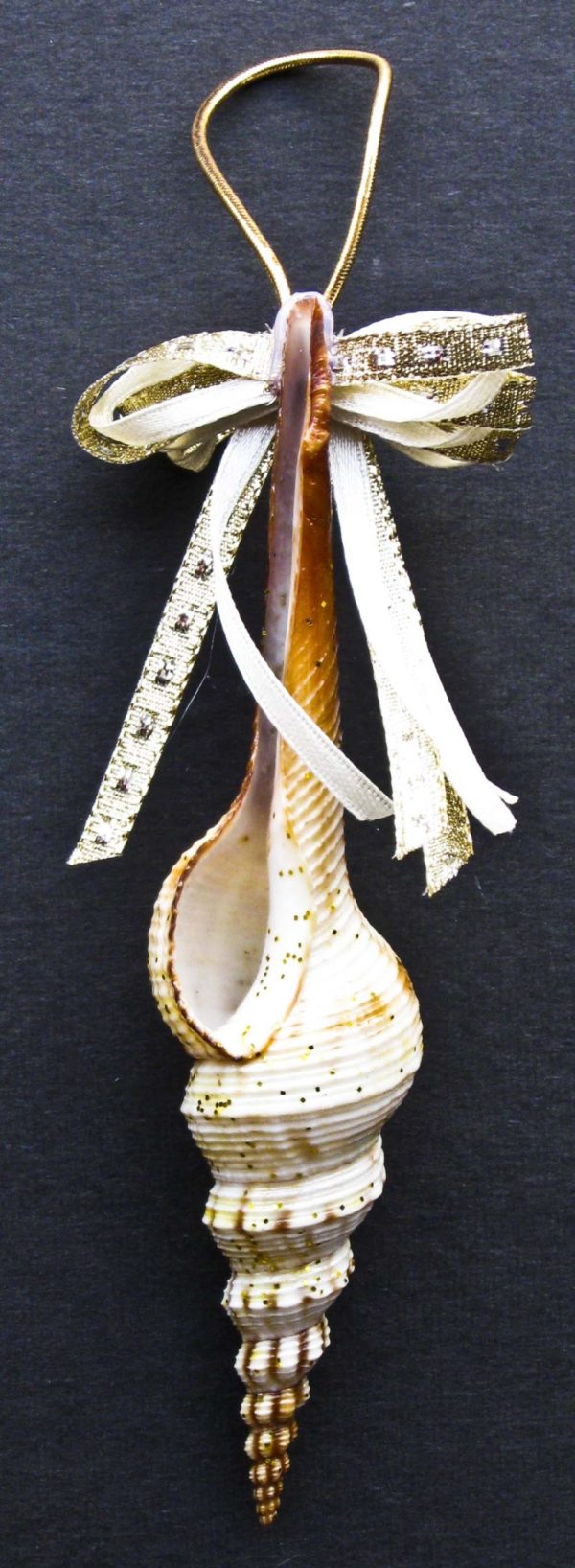 Fusinus Shell Christmas Ornament