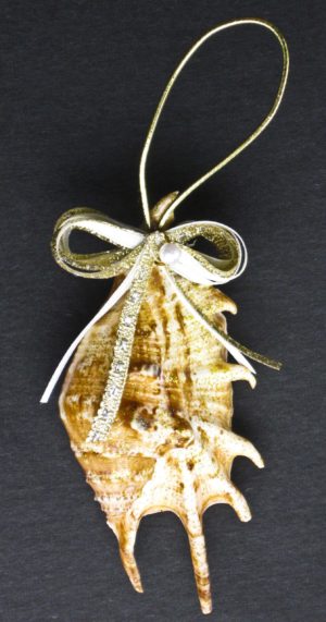 Lambis Shell Christmas Ornament