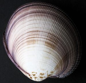 Maxima Cockle