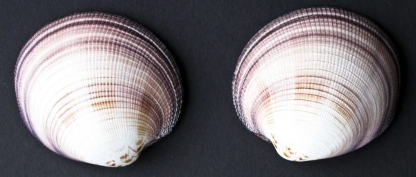 Maxima Cockle