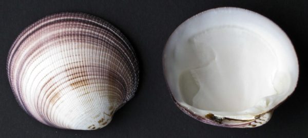 Maxima Cockle