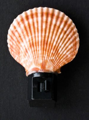 Pecten Night Light