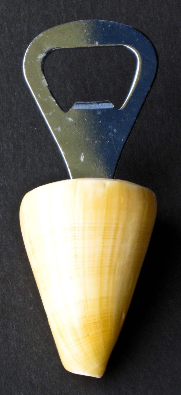 Shell Bottle Opener / Seashell Bottle Opener