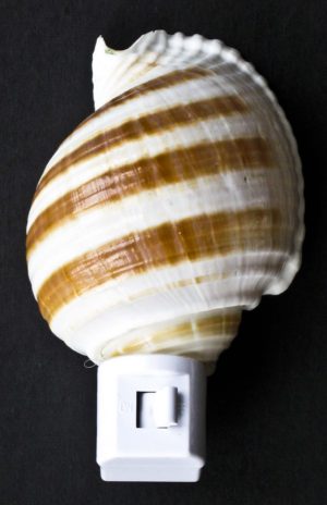 Tonna Shell Night Light