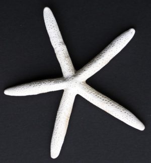 white finger starfish