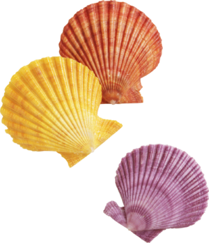 Pecten Nobilis 3 Shells