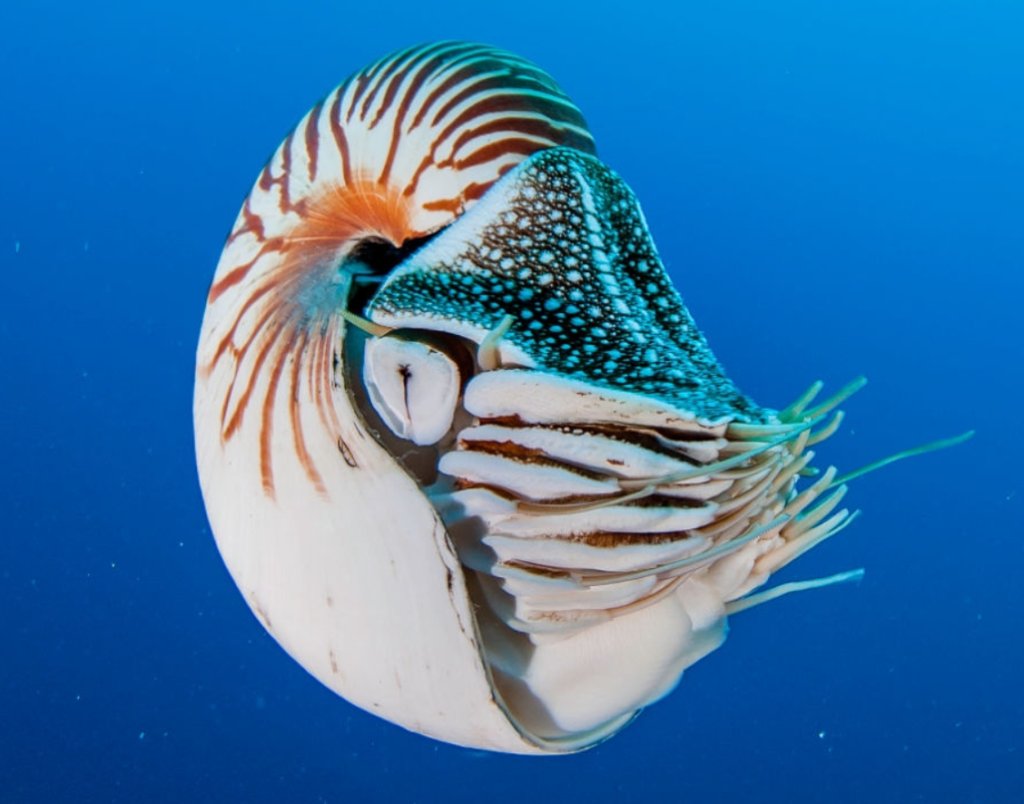 Nautilus With Snail